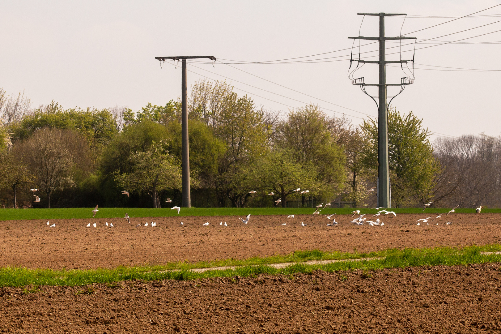 Lachmöwen im Kraichgau