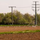 Lachmöwen im Kraichgau