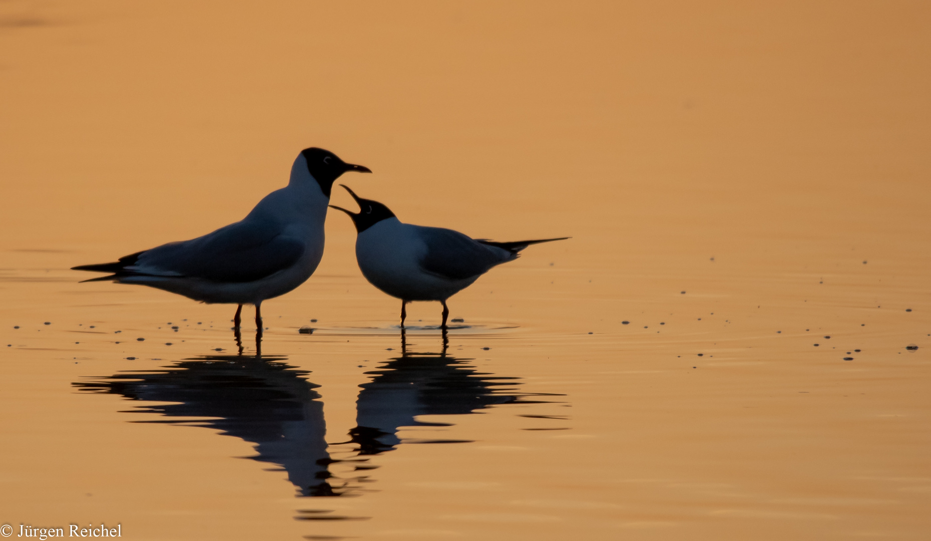 Lachmöwen im Sonnenaufgang 