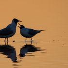 Lachmöwen im Sonnenaufgang 