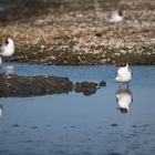 Lachmöwen im Wasser