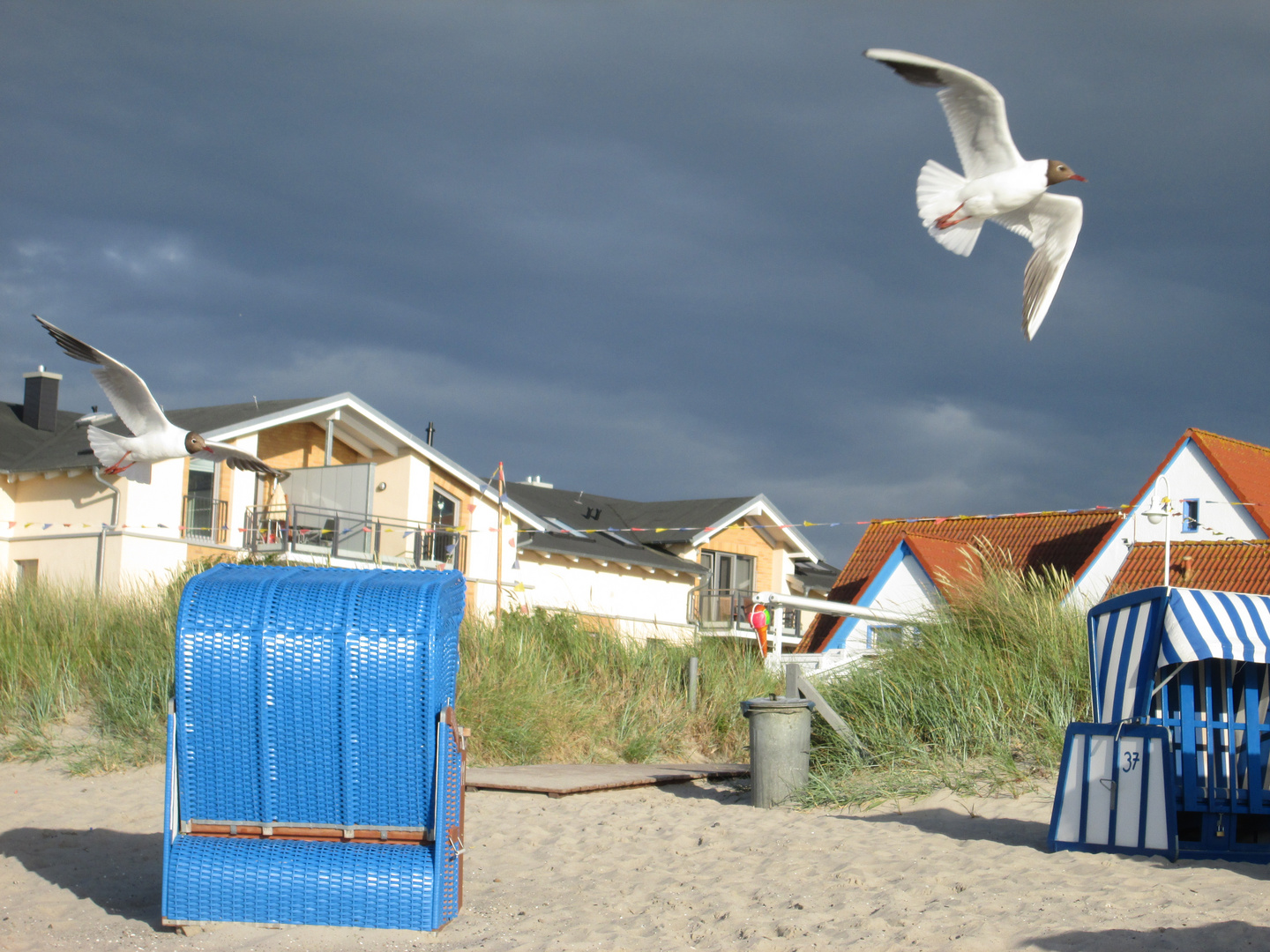 Lachmöwen im Wind