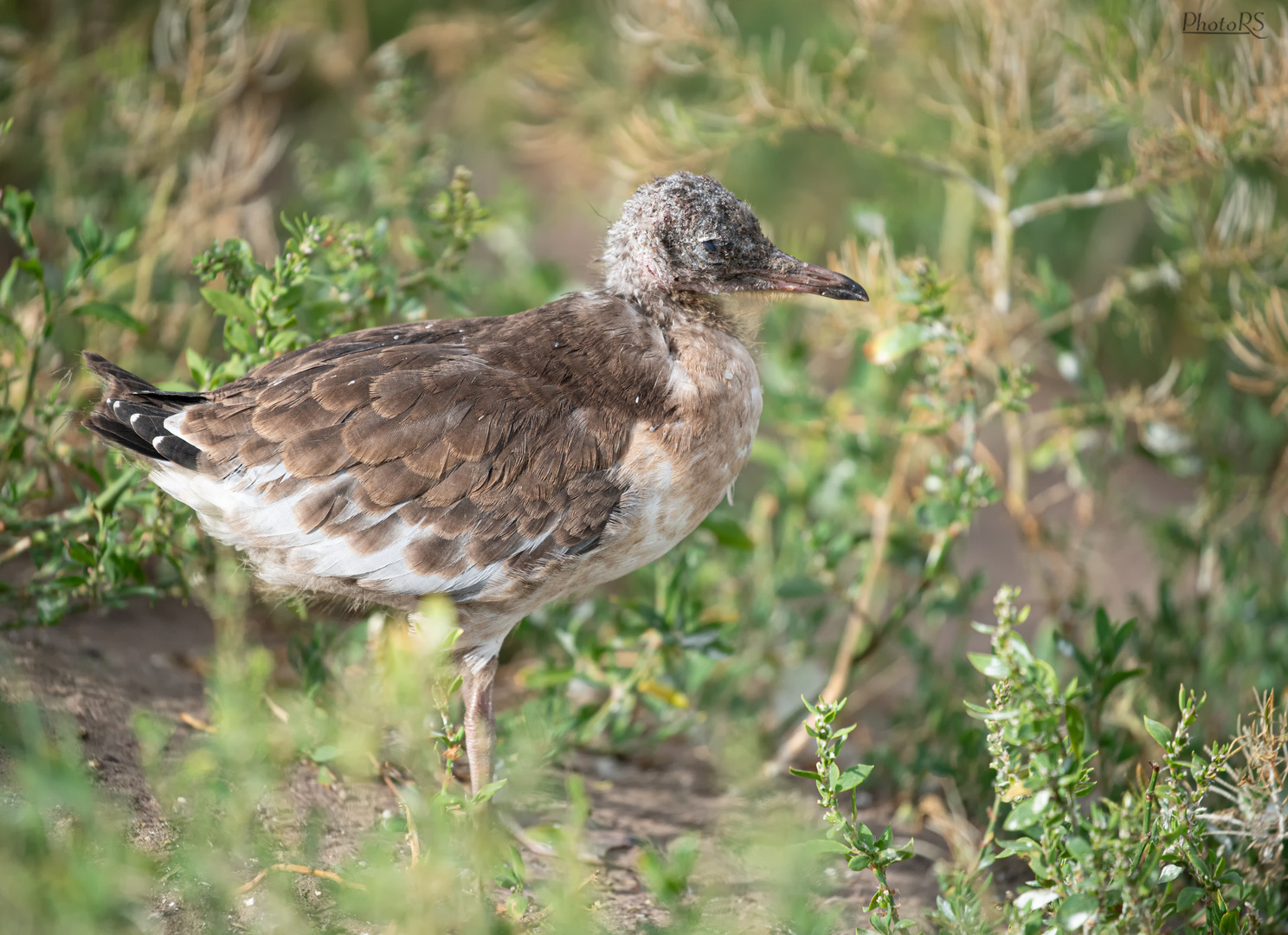 Lachmöwen Jungvogel