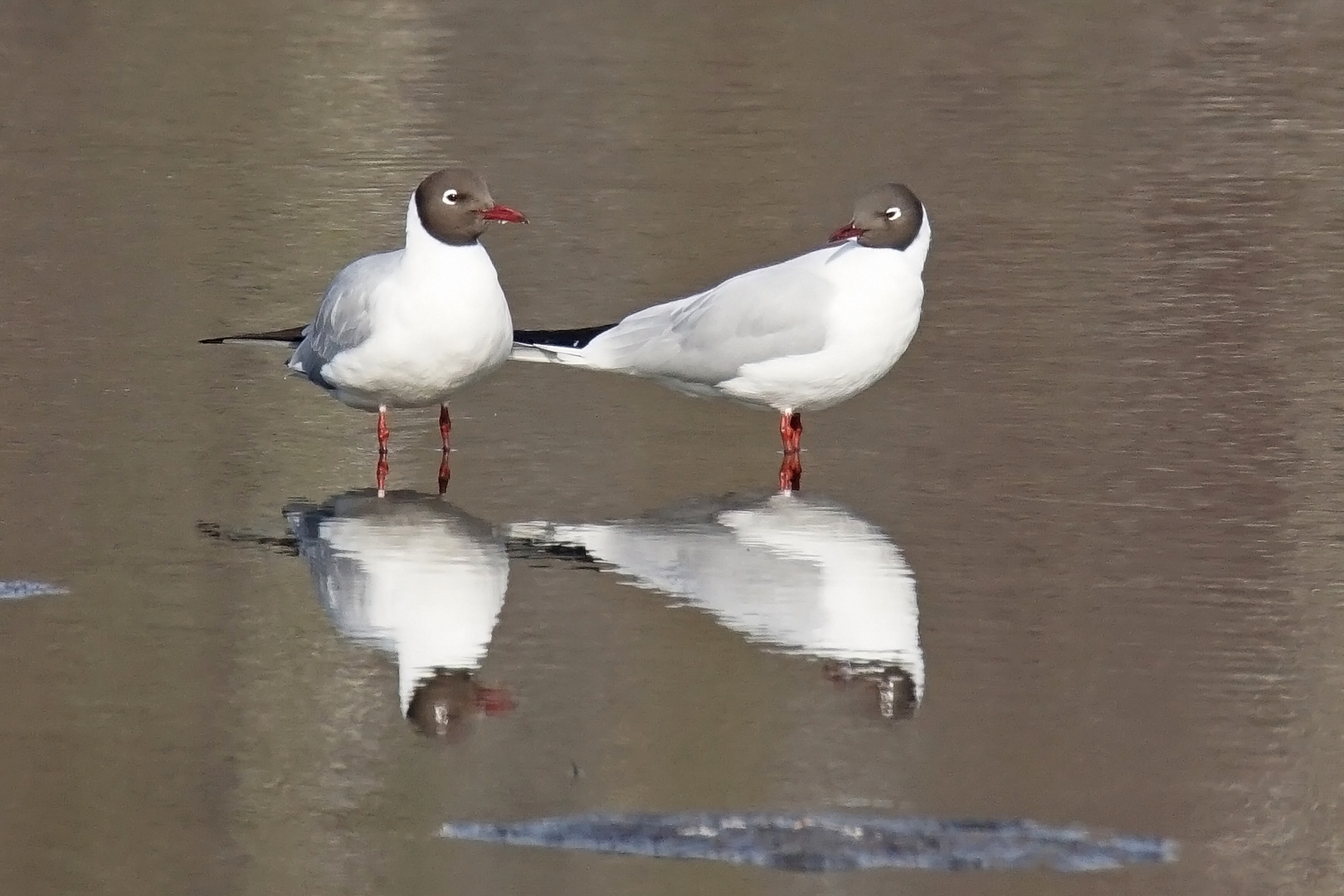 Lachmöwen (Larus ridibundus)