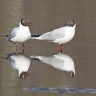 Lachmöwen (Larus ridibundus)