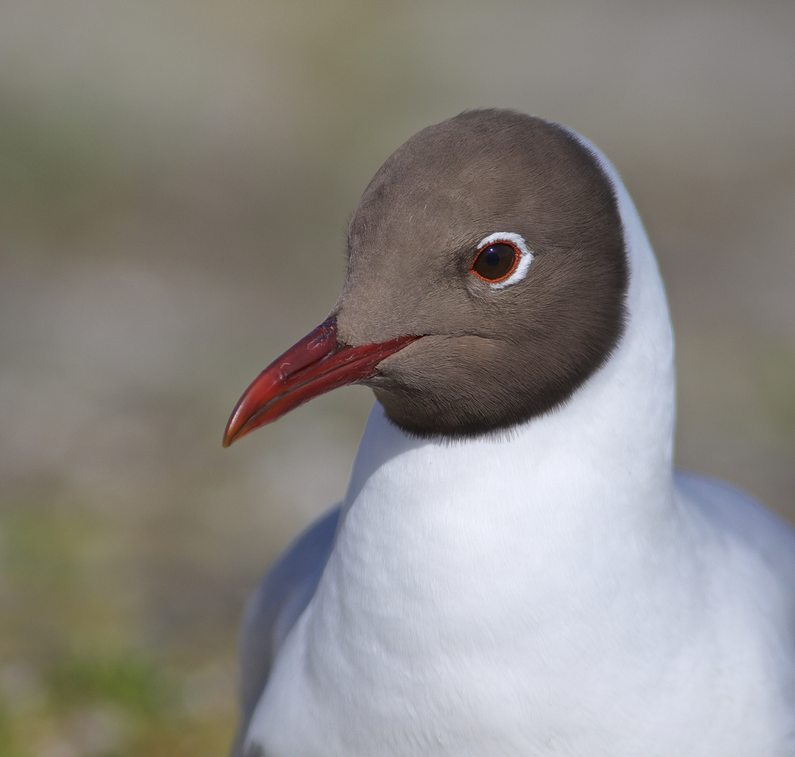 LACHMÖWEN PORTRAIT