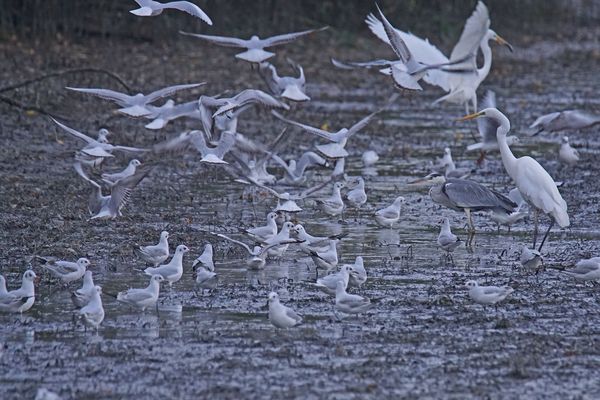 Lachmöwen sowie Grau-und Silberreiher