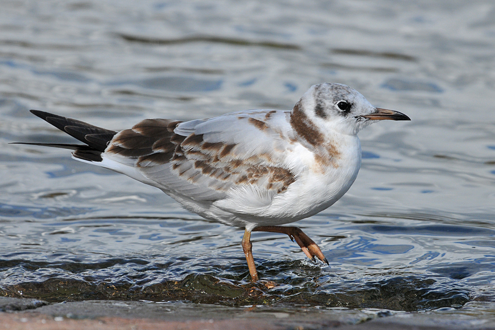 Lachmöwen – Uferläufer