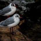 "Lachmöwen und der guldene Stein"