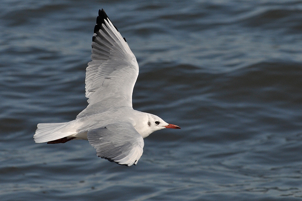 Lachmöwen – Vorbeiflug