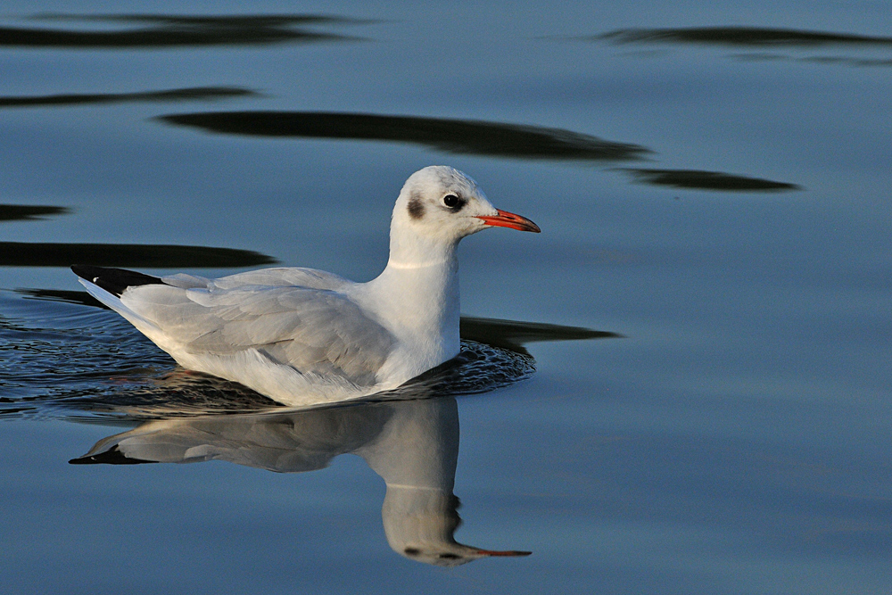 Lachmöwen – Vorbeischwimmen