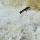 Lachs auf Wanderschaft