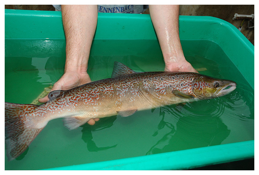 Lachs aus der Sieg