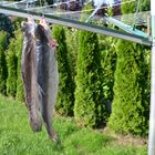 Lachs-Forele