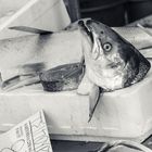 Lachs gefällig? oder Fischauge sei wachsam