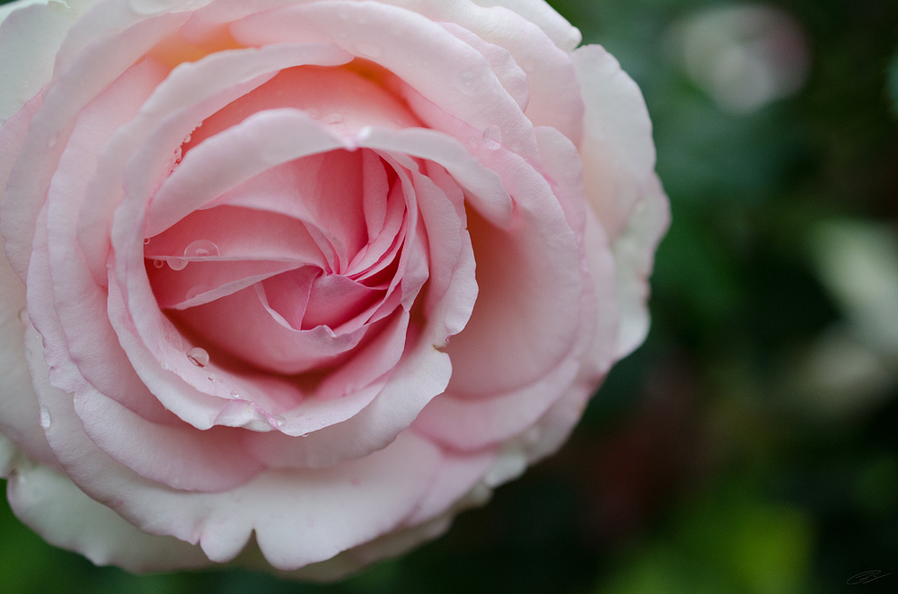 Lachs-Rose "BIO-Foto"