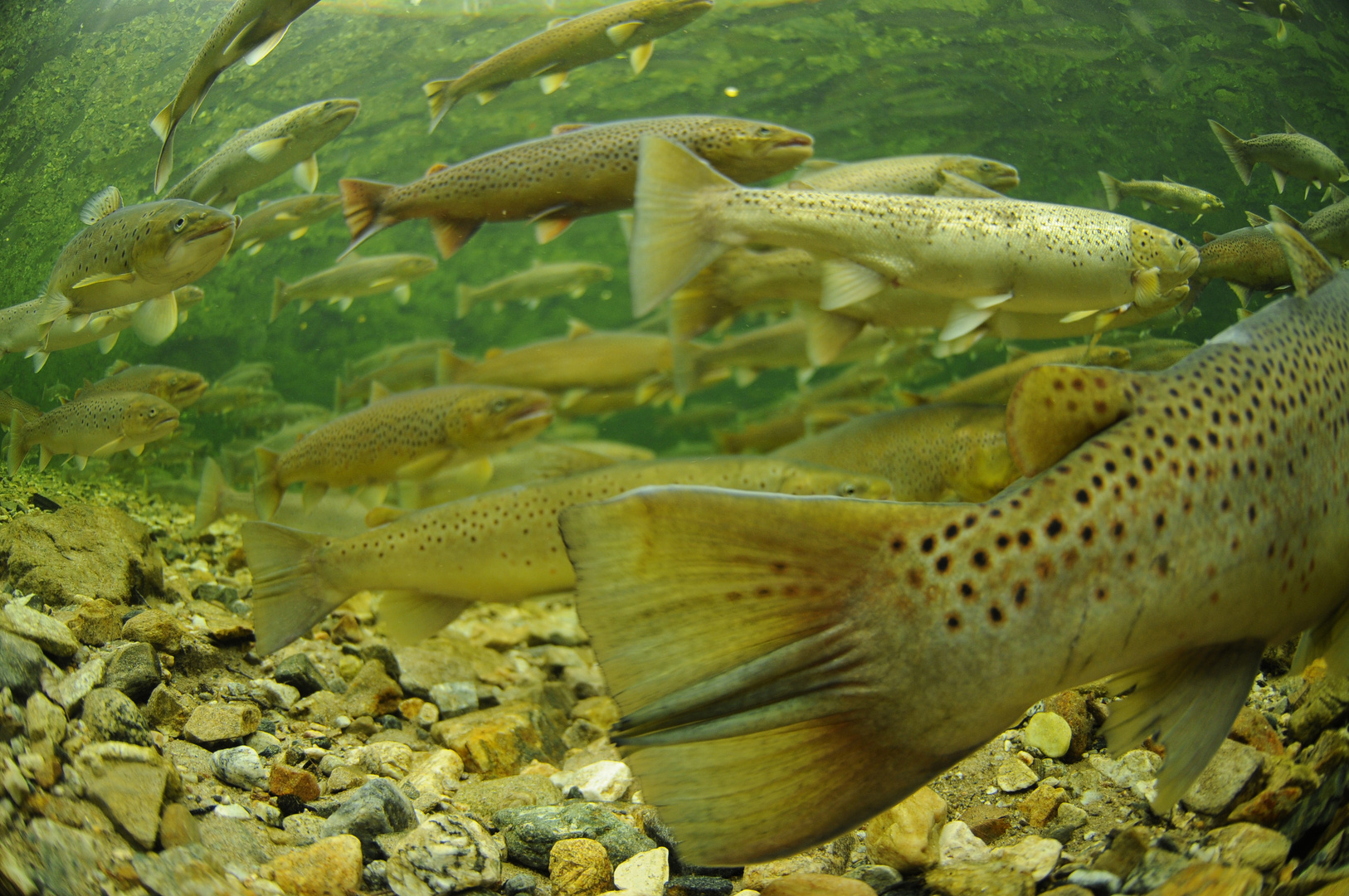 Lachse und Meerforellen im Fluss