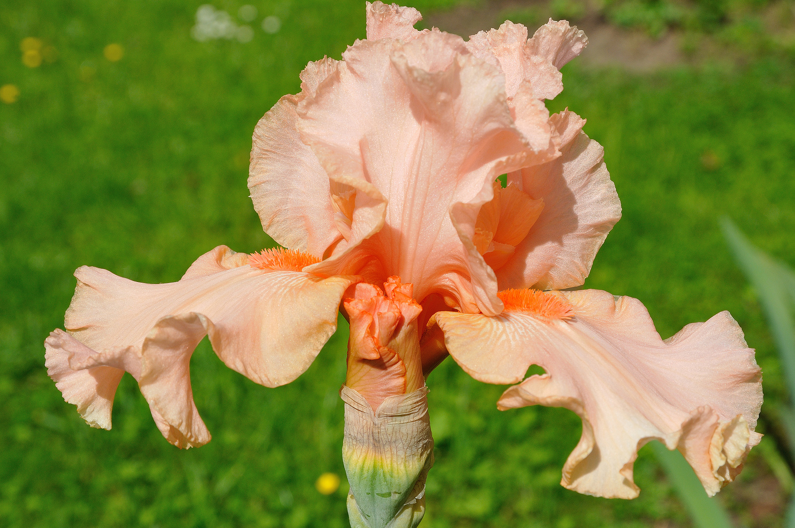 Lachsfarbene Iris