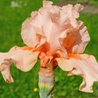 Lachsfarbene Iris