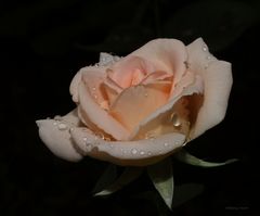 lachsfarbene Rose 