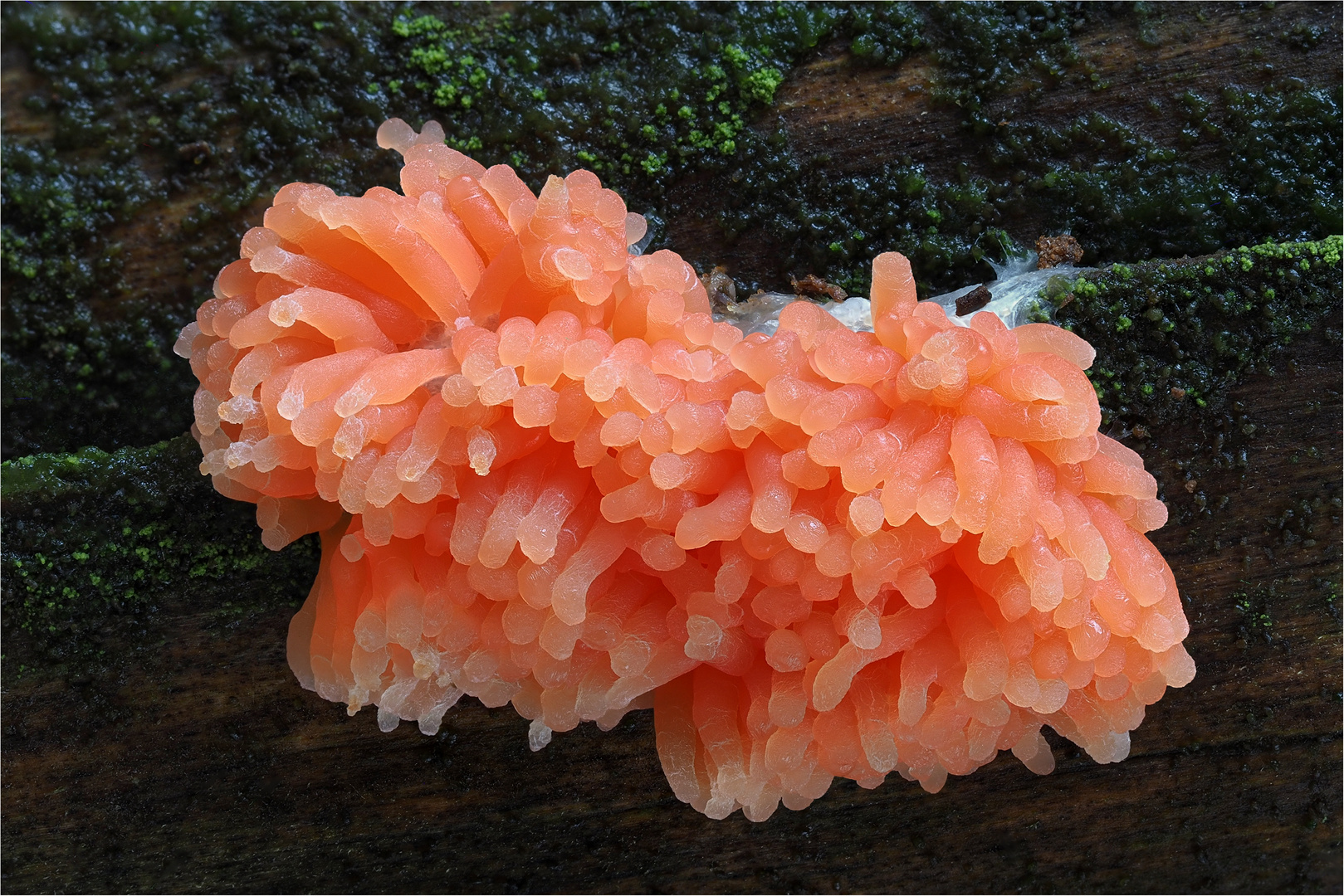 Lachsfarbene Schleimpilz (Tubifera ferruginosa)