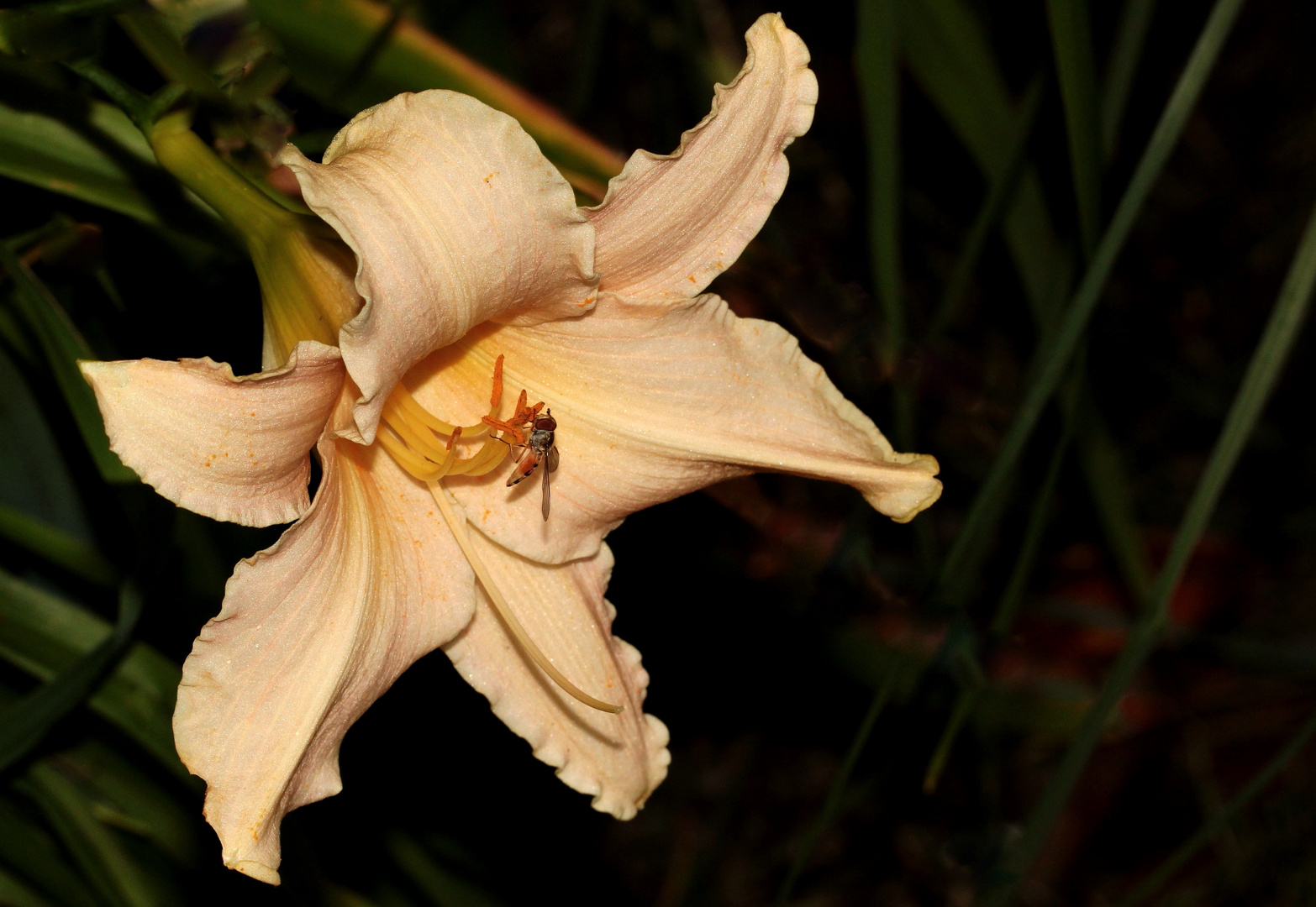 lachsfarbene Taglilien-Blüte (Hemerocallis)... 