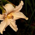 lachsfarbene Taglilien-Blüte (Hemerocallis)... 