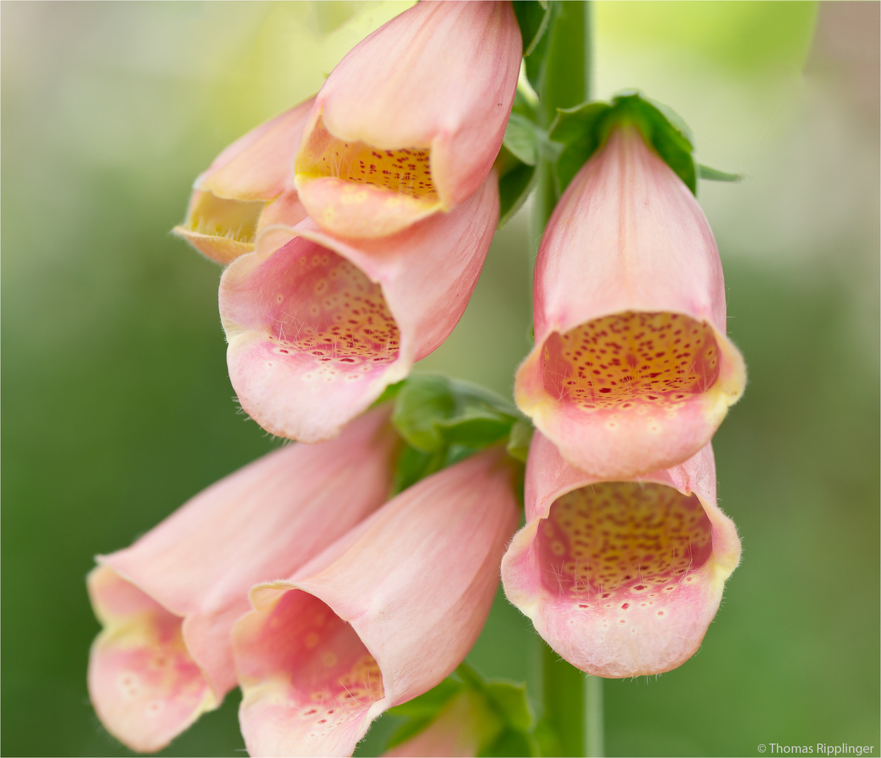 Lachsfarbener Fingerhut "Suttons Apricot" (Digitalis purpurea) ....