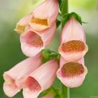 Lachsfarbener Fingerhut "Suttons Apricot" (Digitalis purpurea) ....