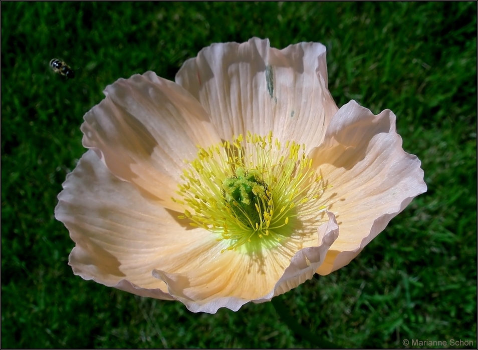 *Lachsfarbener Mohn - Landeplatz*