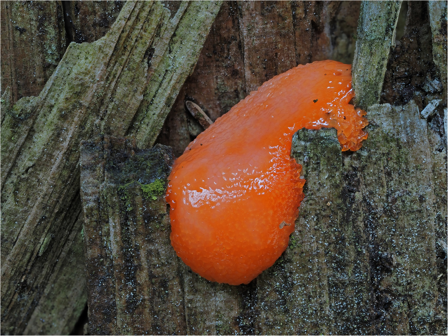 Lachsfarbener Schleimpilz / Tubifera ferruginosa 