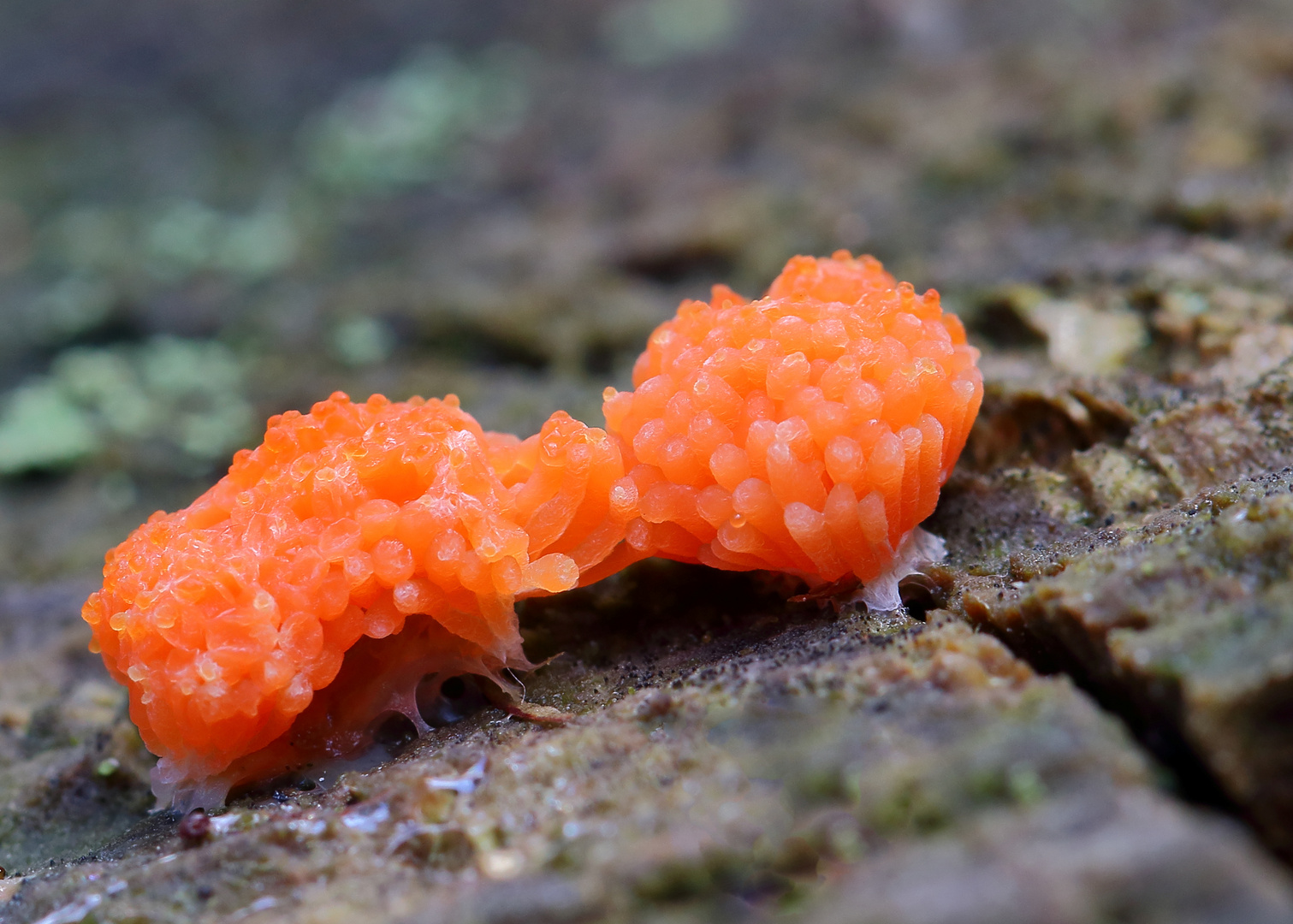 Lachsfarbener Schleimpilz/ TUBIFERA FERRUGINOSA