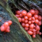 Lachsfarbener Schleimpilz ( Tubifera ferruginosa )  