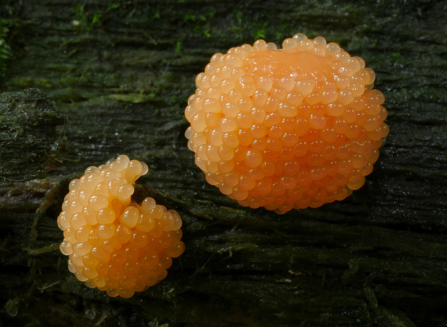 Lachsfarbener Schleimpilz (Tubifera Ferruginosa) 