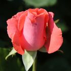 Lachsfarbige Rose