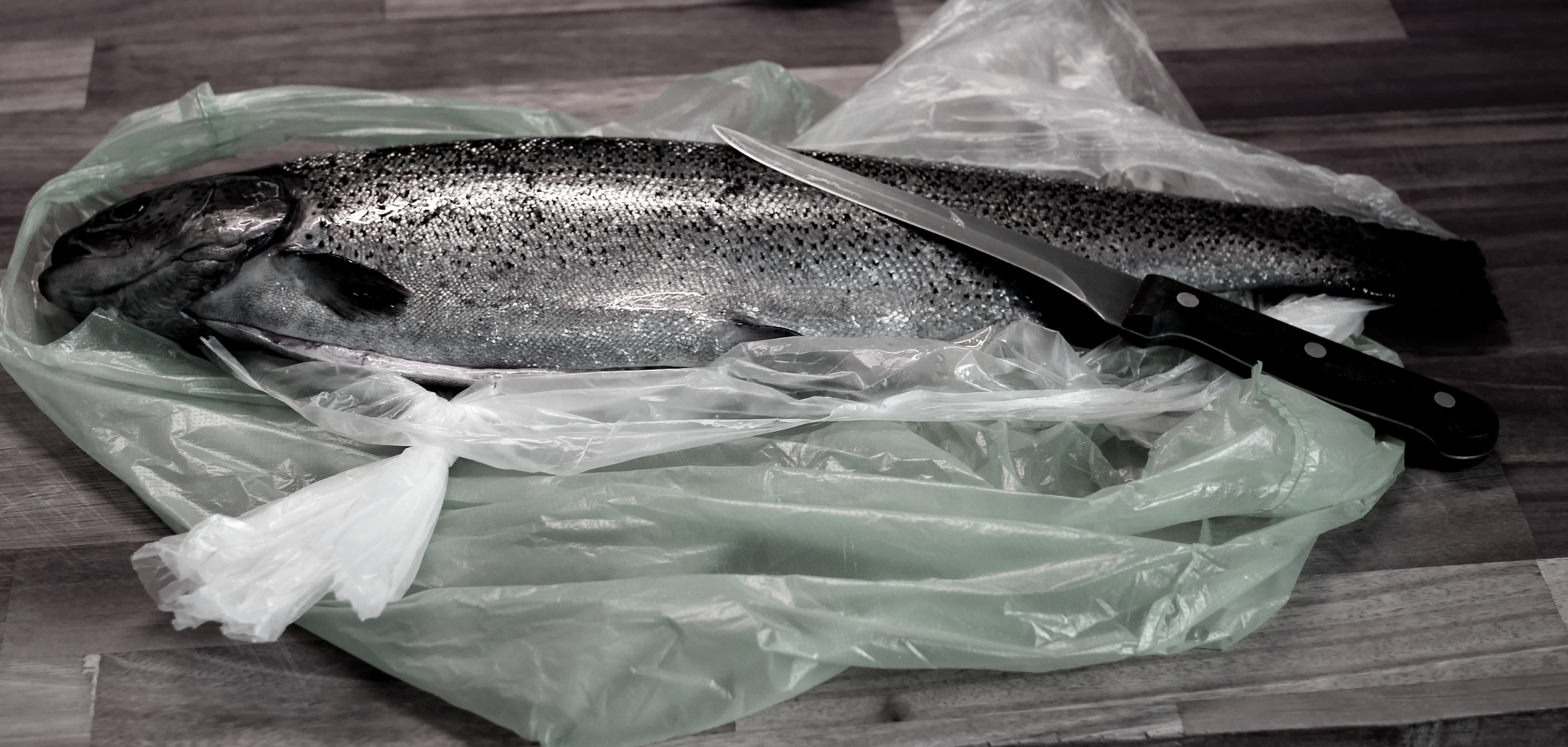 Lachsforelle 01 ( salmon trout )