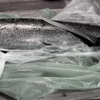 Lachsforelle 01 ( salmon trout )