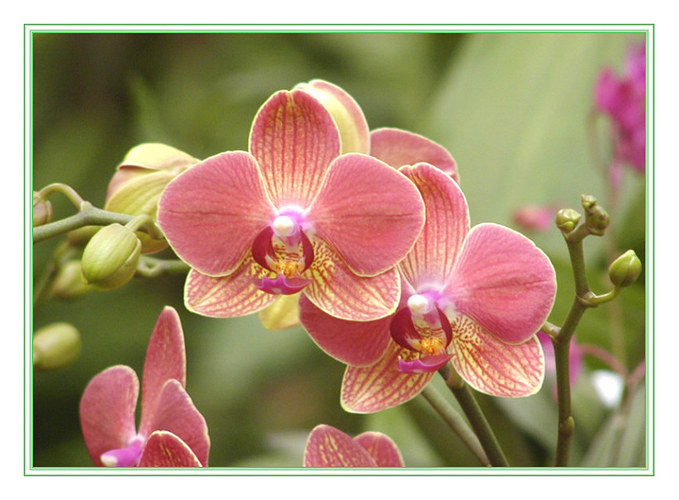 lachsrot-gelbe Orchideenblüten