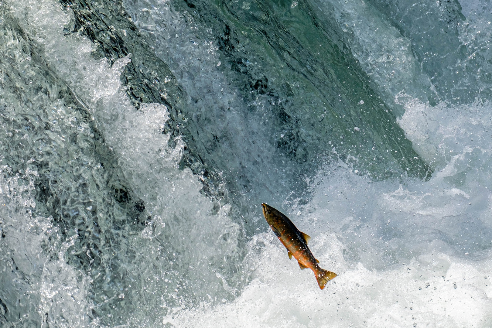 Lachswanderung / Salmon migration