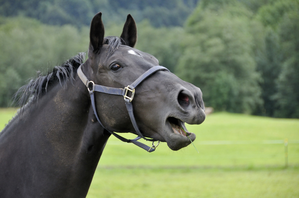 Lacht mich das Pferd aus?