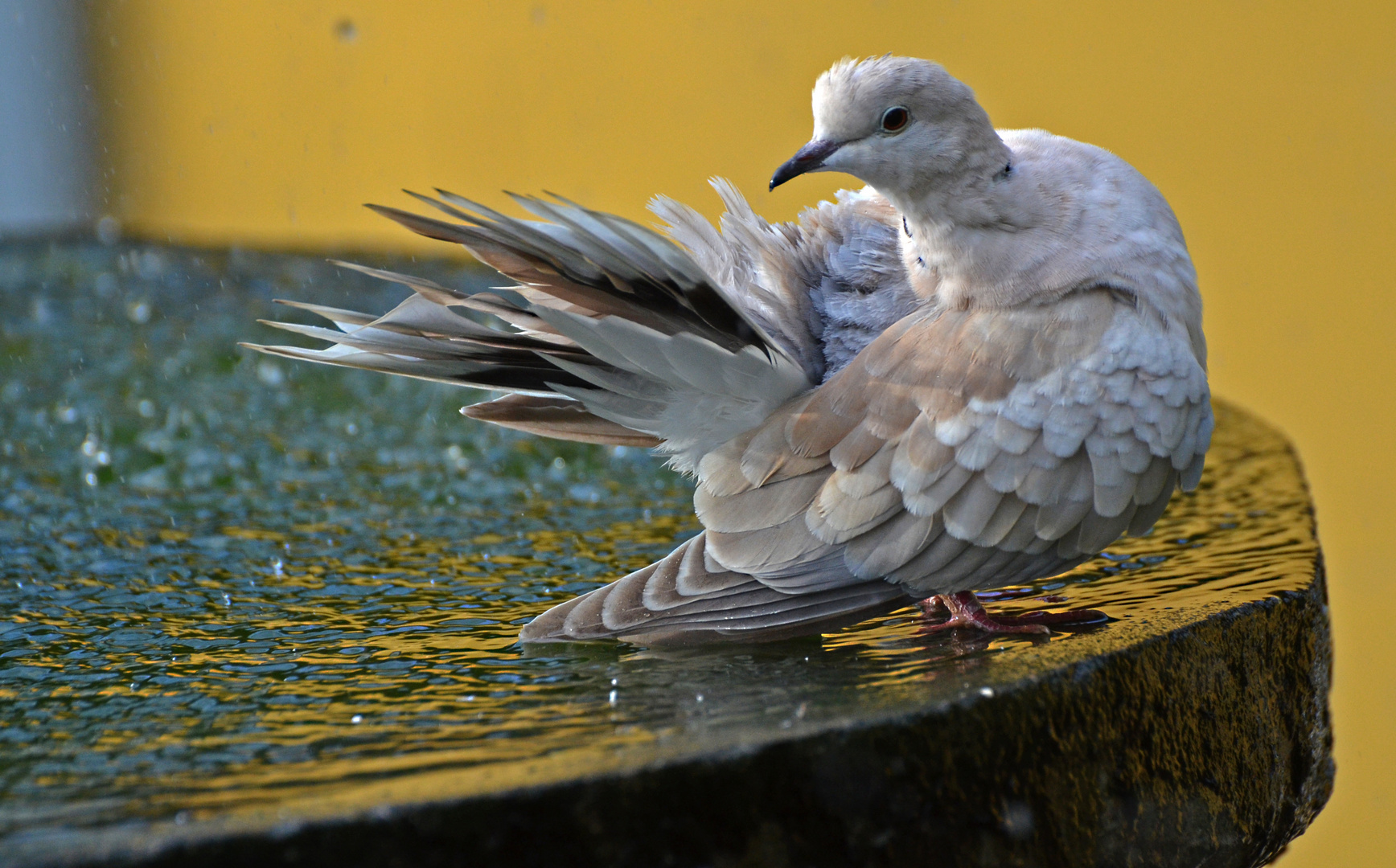 Lachtaube am Brunnen