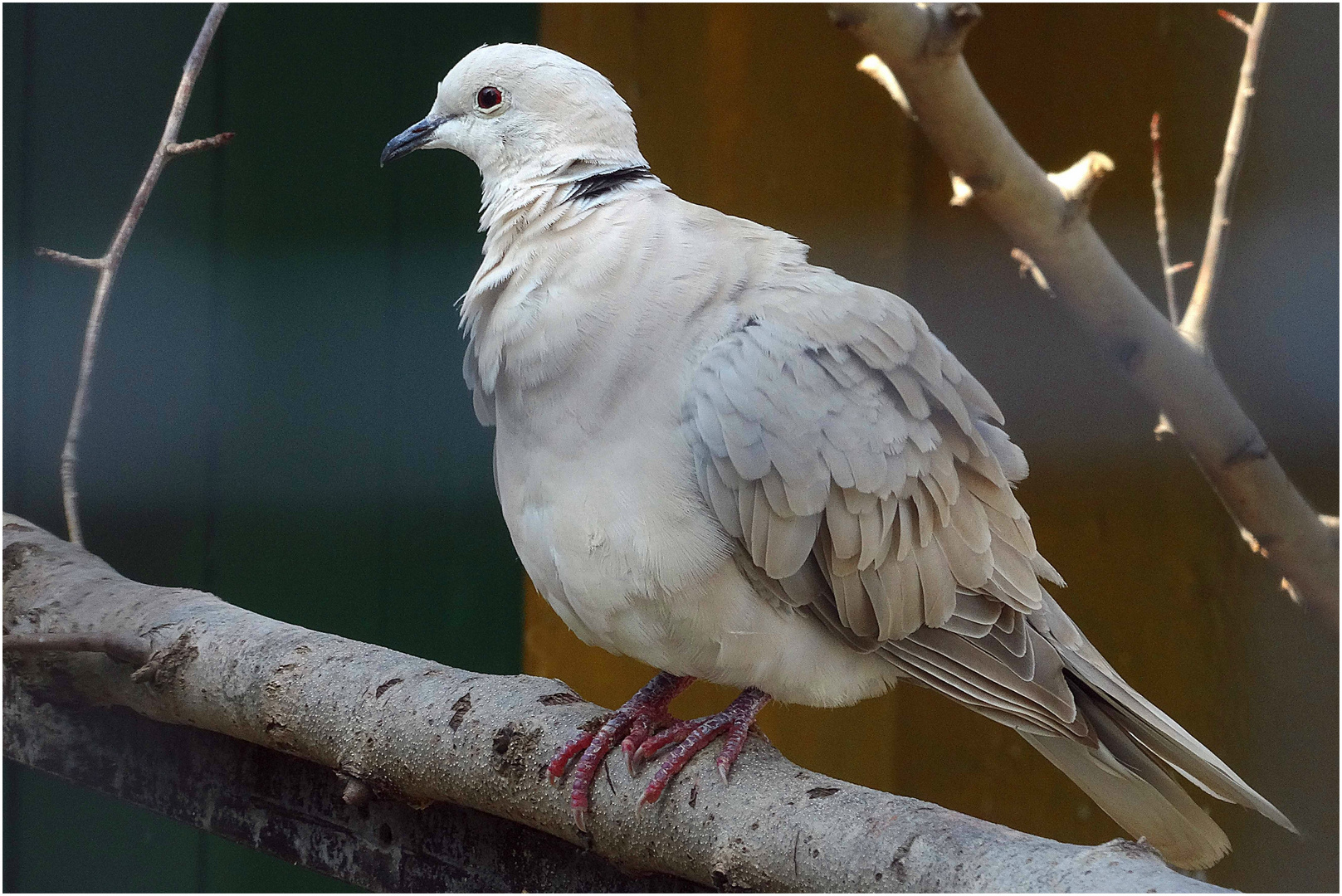 Lachtaube (Zoo Neuwied)