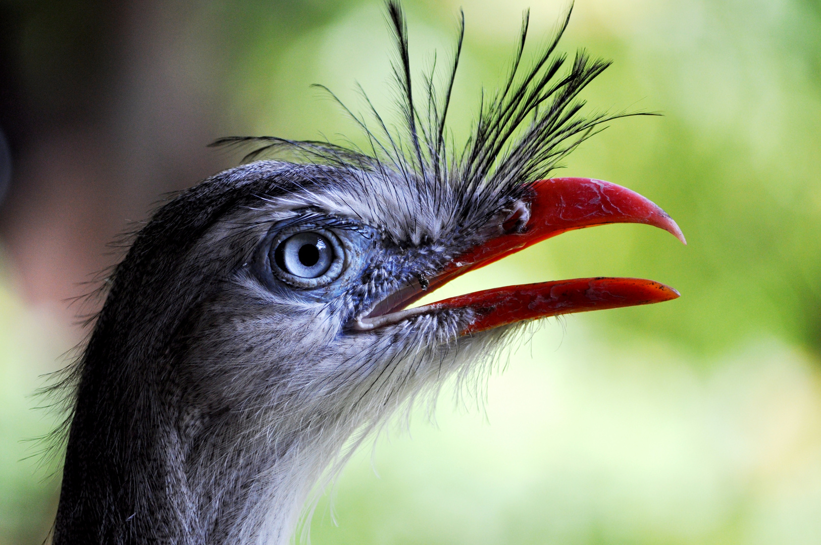 Lachvogel ganz nah!