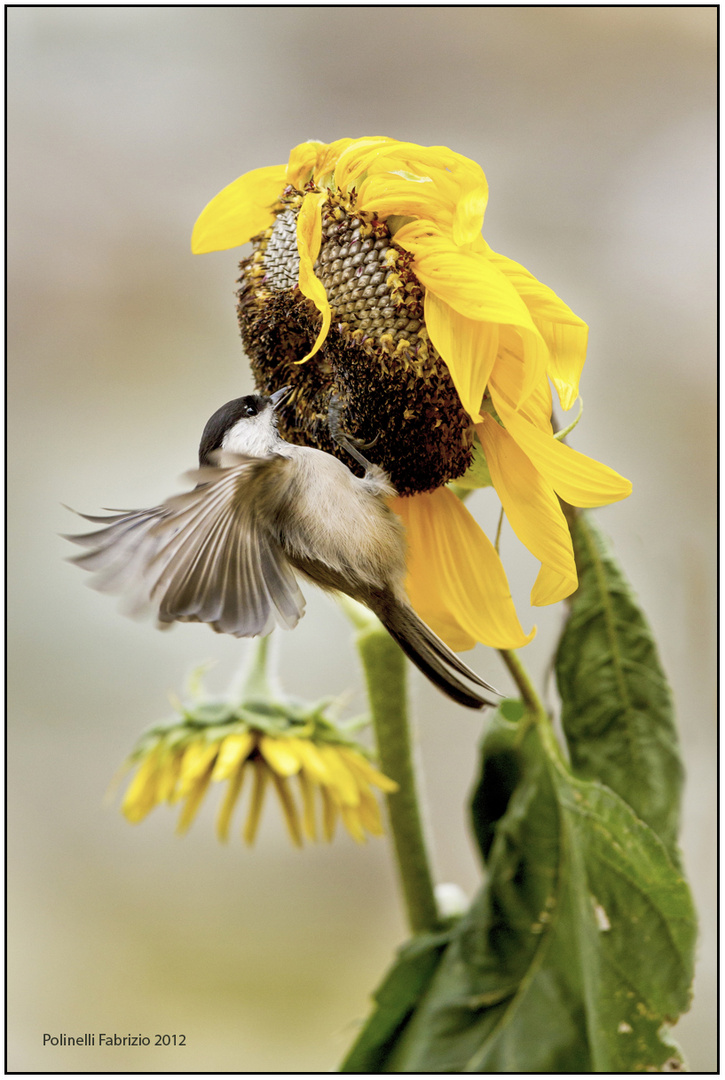 lacincia e il girasole