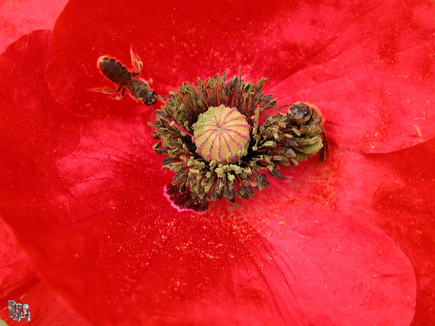 Lackroter Klatschmohn mit dunklen, hell bestäubten Staubgefäßen und Besuch