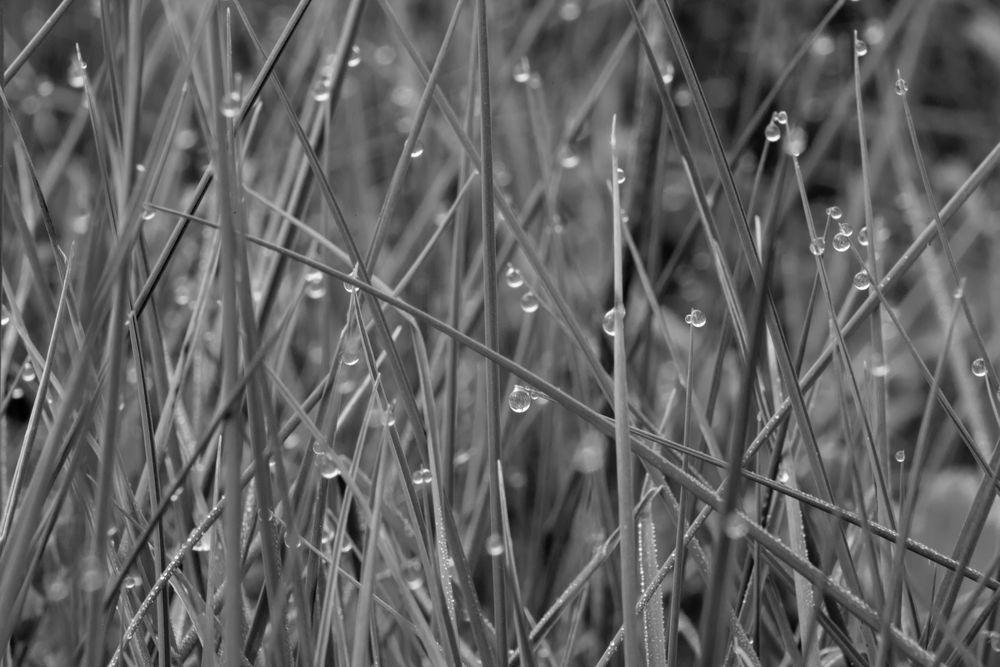 lacrime di pioggia Foto Immagini macro e close up, macro fiori e piante, ricordi Foto su lacrime di pioggia Foto Immagini macro e close up, macro fiori e piante, ricordi Foto su