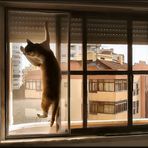 L`acrobata...Spider cat Socrates.