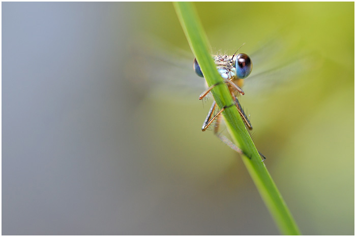 l'acrobate