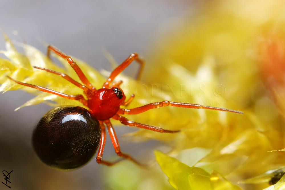 L'acrobate