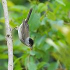 L'acrobate ......prêt à s'envoler !!!!